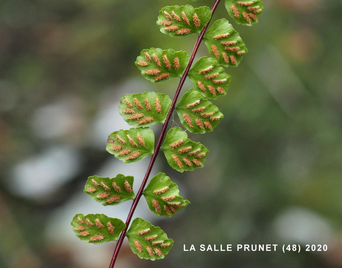 Spleenwort, Maidenhair flower